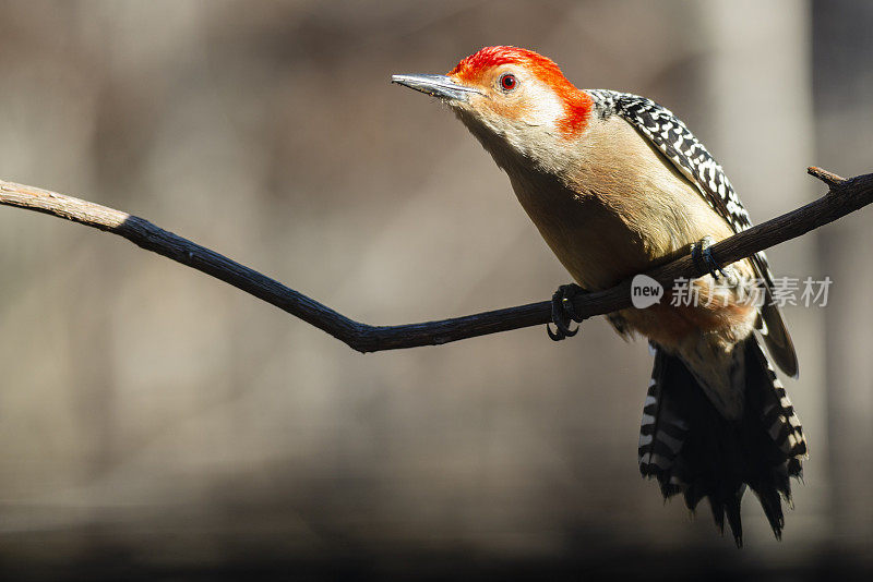 红腹啄木鸟(Melanerpes carolinus)